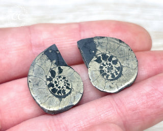 Pyrite Ammonite Pair #11