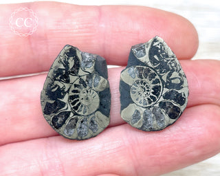 Pyrite Ammonite Pair #12