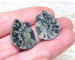 Pyrite Ammonite Pair #12