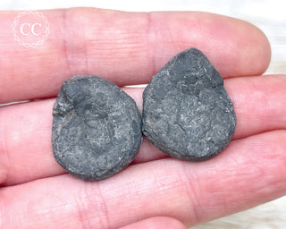 Pyrite Ammonite Pair #3
