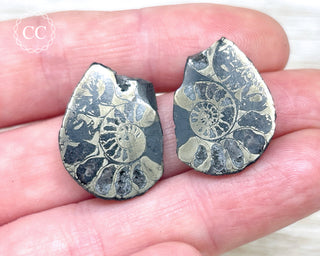 Pyrite Ammonite Pair #12