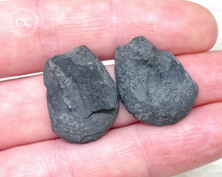 Pyrite Ammonite Pair #12