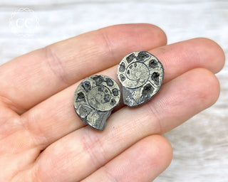 Pyrite Ammonite Pair #6