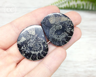 Pyrite Ammonite #7