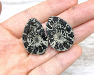 Pyrite Ammonite Pair #2