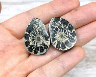 Pyrite Ammonite Pair #2