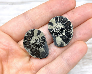 Pyrite Ammonite Pair #3