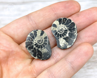 Pyrite Ammonite Pair #3