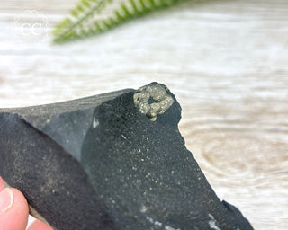 Pyrite in Shale Specimen #10