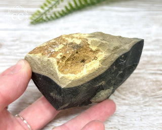 Pyrite in Shale Specimen #11