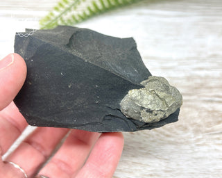 Pyrite in Shale Specimen #2