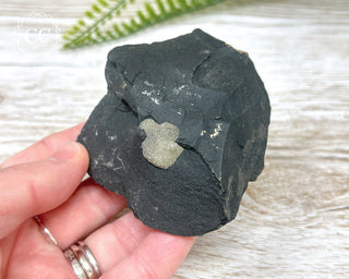 Pyrite in Shale Specimen #3