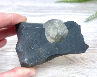 Pyrite in Shale #1