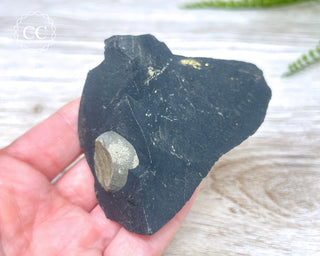 Pyrite in Shale #2