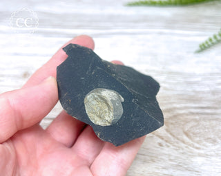 Pyrite in Shale #2