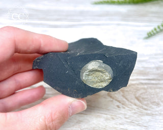 Pyrite in Shale #2