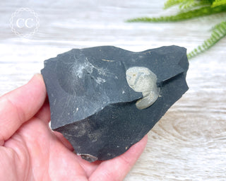 Pyrite in Shale #3