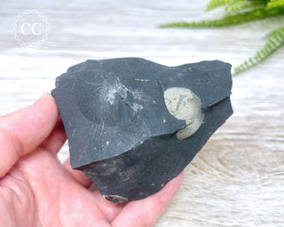 Pyrite in Shale #3