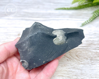 Pyrite in Shale #3
