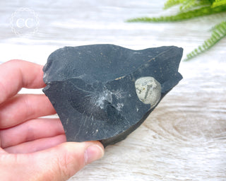 Pyrite in Shale #3