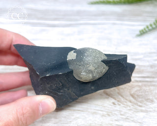 Pyrite in Shale #1