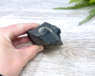 Pyrite in Shale #3