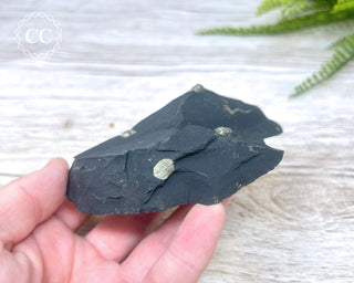 Pyrite in Shale #4