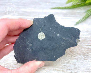 Pyrite in Shale #4