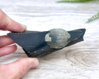 Pyrite in Shale #1