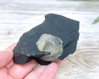 Pyrite in Shale #6