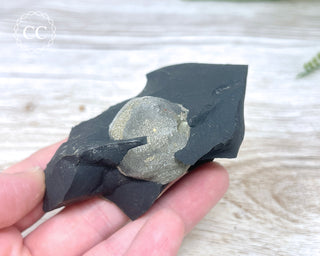Pyrite in Shale #6