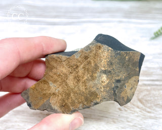 Pyrite in Shale #6