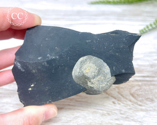 Pyrite in Shale #1
