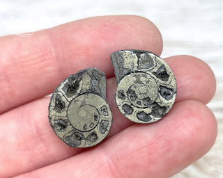 Pyrite Ammonite Pair #6