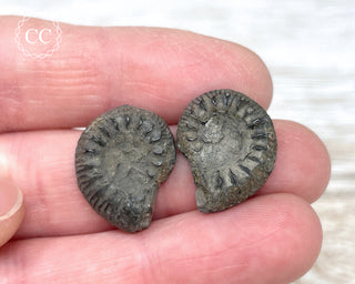 Pyrite Ammonite Pair #6