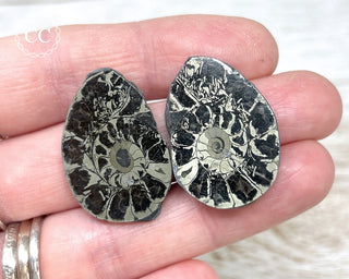 Pyrite Ammonite Pair #2