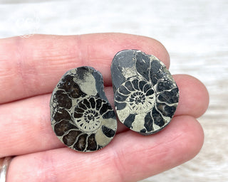 Pyrite Ammonite Pair #3