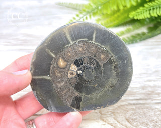 Pyritised Dactylioceras (Ammonite) Whitby #1