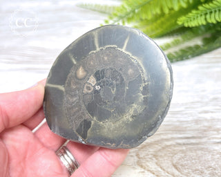 Pyritised Dactylioceras (Ammonite) Whitby #1