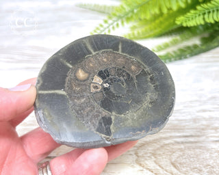 Pyritised Dactylioceras (Ammonite) Whitby #1