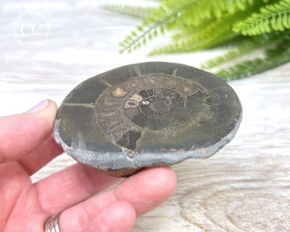 Pyritised Dactylioceras (Ammonite) Whitby #1
