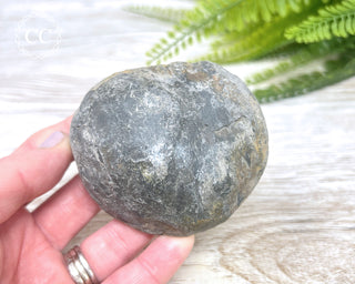 Pyritised Dactylioceras (Ammonite) Whitby #1