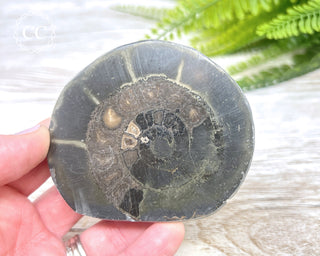 Pyritised Dactylioceras (Ammonite) Whitby #1