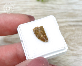 'Raptor' (Abelisaurid) Tooth #1