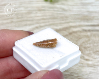 'Raptor' (Abelisaurid) Tooth #2
