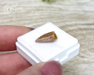 'Raptor' (Abelisaurid) Tooth #2