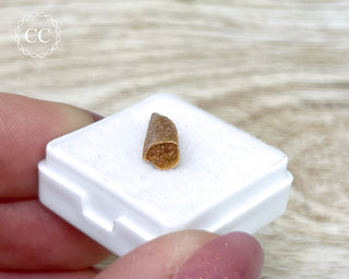 'Raptor' (Abelisaurid) Tooth #2