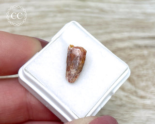 'Raptor' (Abelisaurid) Tooth #3