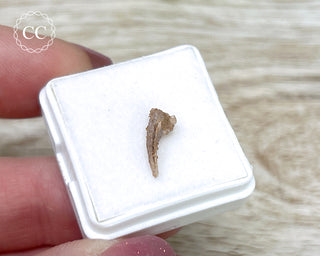 Rare Cretaceous Theropod Claw #2