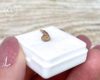 Rare Cretaceous Theropod Claw #2